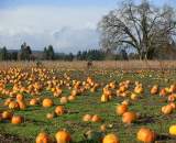 Pumpkin patch and 'cross racers ? Josh Liberles