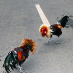 Sven Nys and Neils Albert go toe to... claw?