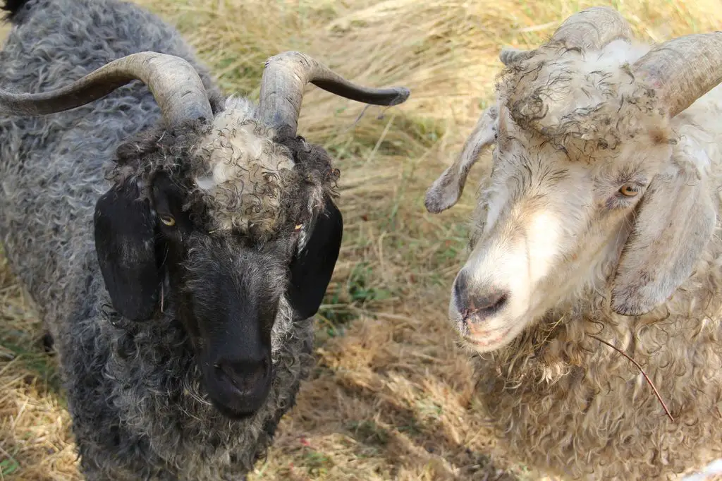 New training buddies. Adam McGrath