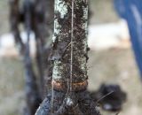 Ample front-end mud clearance with the Ritchey WCS cyclocross fork kept Bradford rolling © Cyclocross Magazine