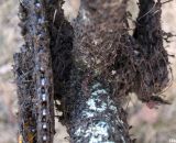 It was a clumpy affair at 2012 Nationals © Cyclocross Magazine