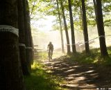 A lone rider comes through the woods. © Joe Sales