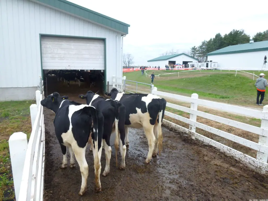 The cows mostly ignored the racers, however.© Cyclocross Magazine