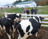 When not racing, you could check out the livestock. © Cyclocross Magazine