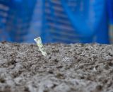 Dollar hand-ups in the mud © Todd Prekaski