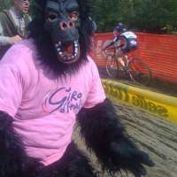 giro-gorilla.jpg