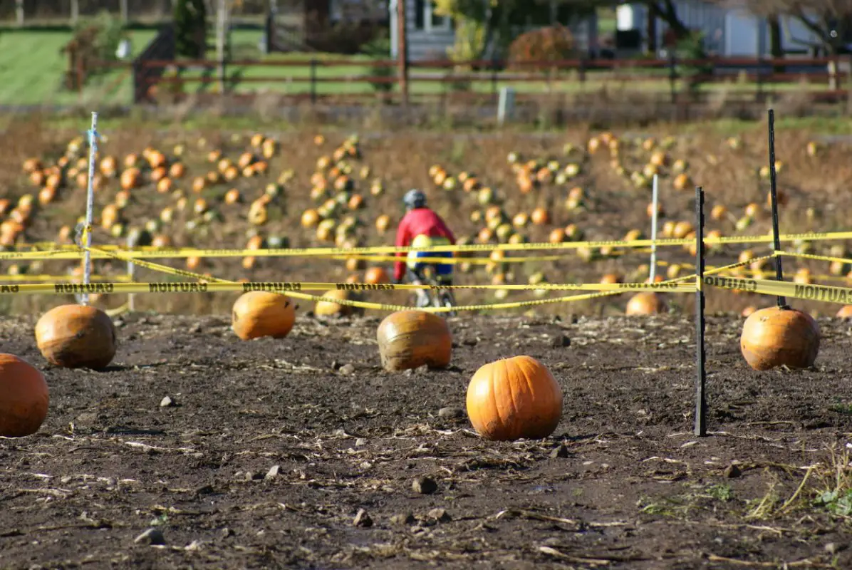 Pumpkins, lots of pumpkins © Kenton Berg