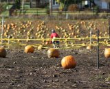 Pumpkins, lots of pumpkins © Kenton Berg