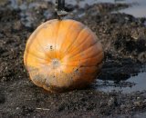 Pumpkins and mud...this one was used for course marking © Kenton Berg