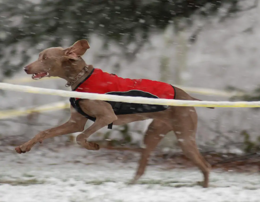 MSG 5 saw even the canines braving the rough conditions. ? Bart Nave