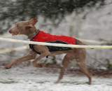 MSG 5 saw even the canines braving the rough conditions. ? Bart Nave