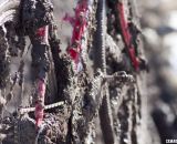 A typical bike in the Masters Men 40-44 race, 2013 Cyclocross World Championships. © Cyclocross Magazine