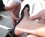 Cycle Soles was on hand - or foot - to measure custom insoles ? Cyclocross Magazine