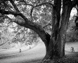 Amazing trees amongst the tape © Matthew J. Clark / www.str8films.com