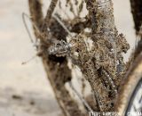 Pounds of grass and mud coated many bikes. ©Steve Anderson