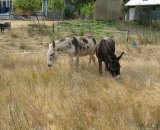 The donkeys that will be keeping Adam company for the next 30 or so years. Adam McGrath