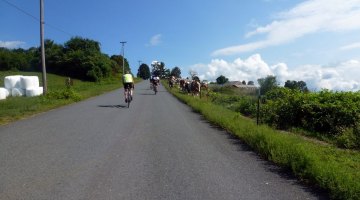 We go up, the cows walk down. D2R2 2012 © Cyclocross Magazine