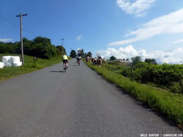 We go up, the cows walk down. D2R2 2012 © Cyclocross Magazine