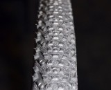 Hutchinson's new Mamba cyclocross tubular tire is designed for hard pack or ice, and replaces the Piranha tire. ©Cyclocross Magazine Hutchinson's new Mamba cyclocross tubular tire is designed for hard pack or ice, and replaces the Piranha tire. ©Cyclocross Magazine