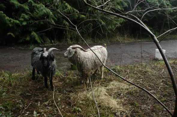 A few of the animals at the homestead. 