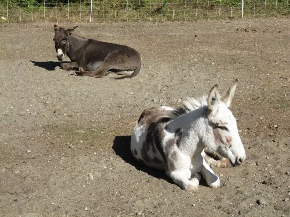 The experimental donkeys, taking a break.