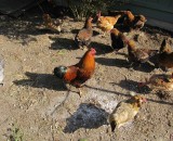 McGrath is less about the bike and all about the chickens this season, though the bikes are still key! © Adam McGrath McGrath is less about the bike and all about the chickens this season, though the bikes are still key! © Adam McGrath