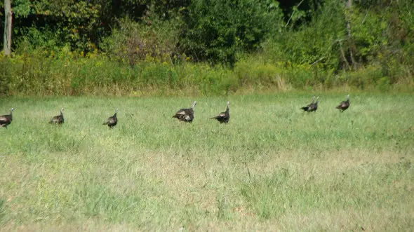 Wild turkeys racing on the grass. photo: fishhawk on flickr