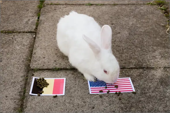The psychic rabbit predicted an American win. © Mikeyphillips on flickr
