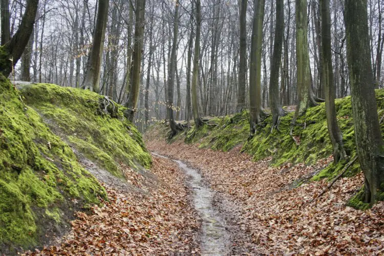 Training in the bos: It's damp, slippery but cozy in the Belgian forest. photo: Luc de Leeuw on flickr