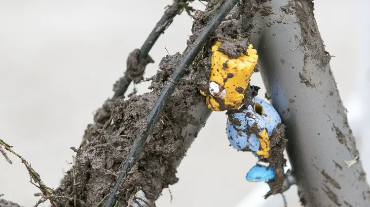Want to know which bike is Hecht’s A bike? Simple: look for the one where Bart Simpson is choking on a front derailleur cable. © Cyclocross Magazine