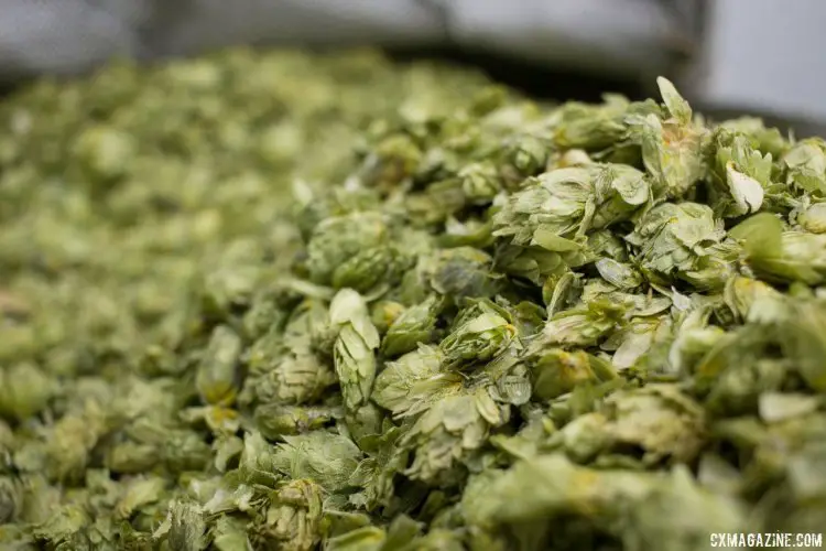 Full cone hops in every brew at Sierra Nevada - some grown on site. © Cyclocross Magazine