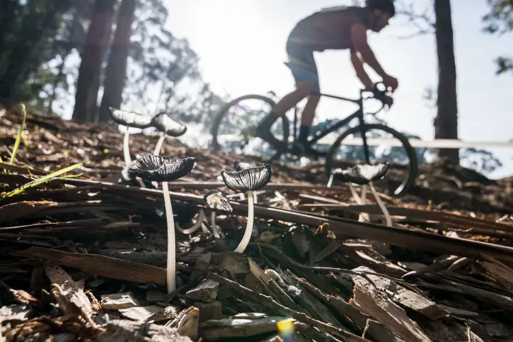 Wood chips and wild mushrooms in the sun - 2016 CycleCross at Coyote Point. © Jeff Vander Stucken / Cyclocross Magazine