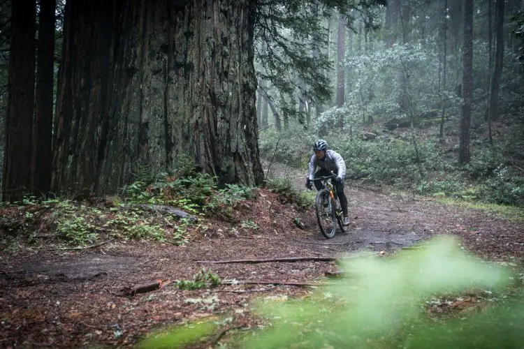 Amanda Nauman looking small but riding big among the Redwood giants. Fox AX Adventure Cross Fork test ride. photo: Connor Macleod