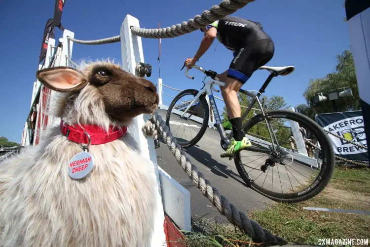 Spokes-sheep for Bontrager, Herman keeps a close eye on all the racers as they sprint over the barn-like flyover at the Trek CX Cup. © D. Mable / cxmagazine.com