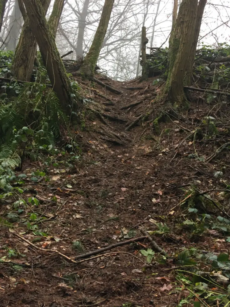 A rooty drop in den bos. photo: Corey Coogan Cisek