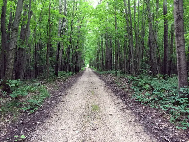 Seasonal road in Manistee National Forest. Photo courtesy of Coast to Coast Gravel Grinder