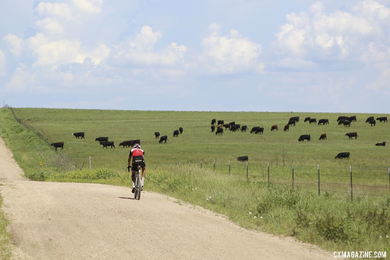 This year's route passed a healthy number of cows. 2019 Dirty Kanza 200 Gravel Race. © Z. Schuster / Cyclocross Magazine