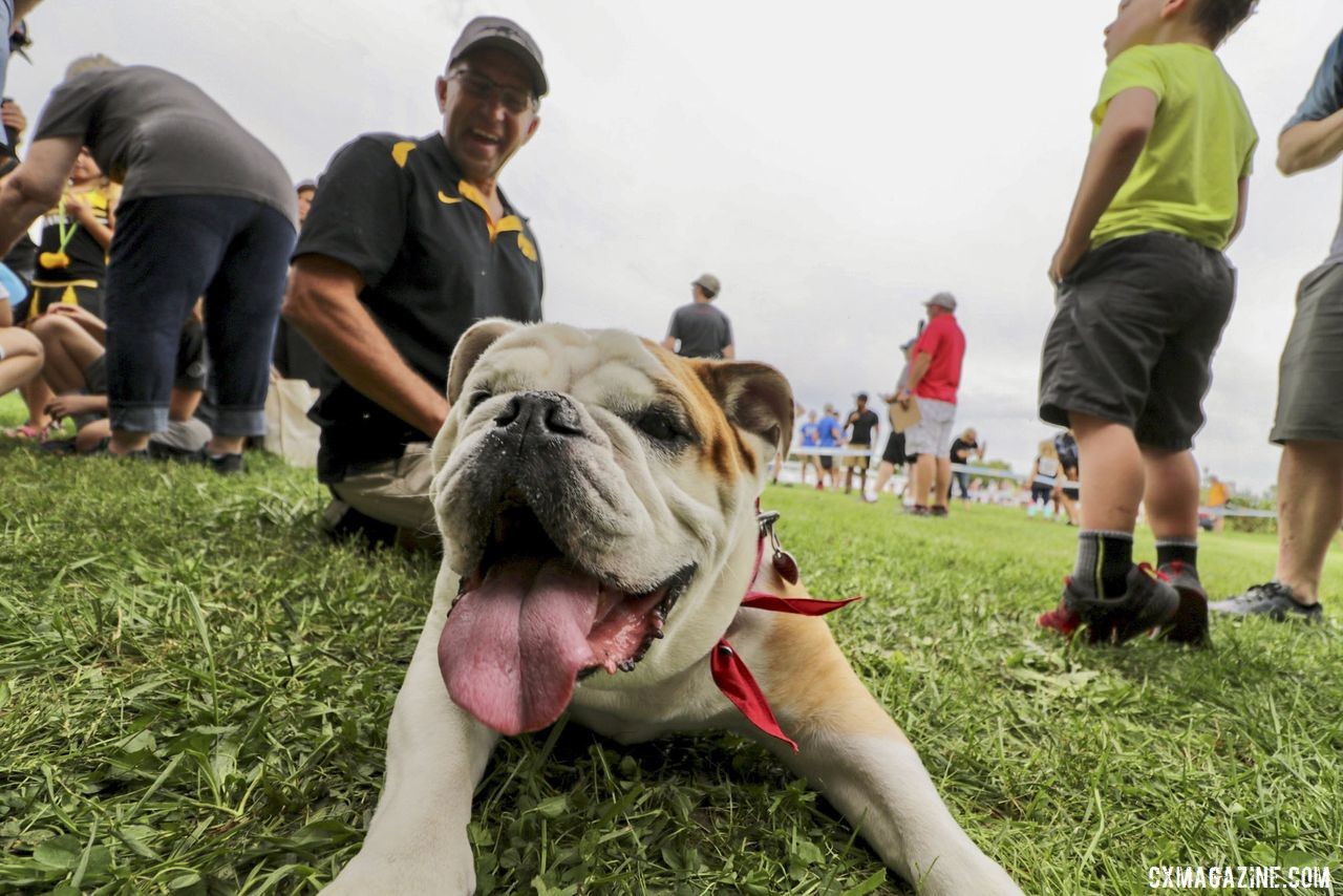 Good dog. 2019 Doggie Cross, Jingle Cross World Cup. © D. Mable / Cyclocross Magazine