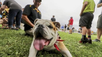 Good dog. 2019 Doggie Cross, Jingle Cross World Cup. © D. Mable / Cyclocross Magazine