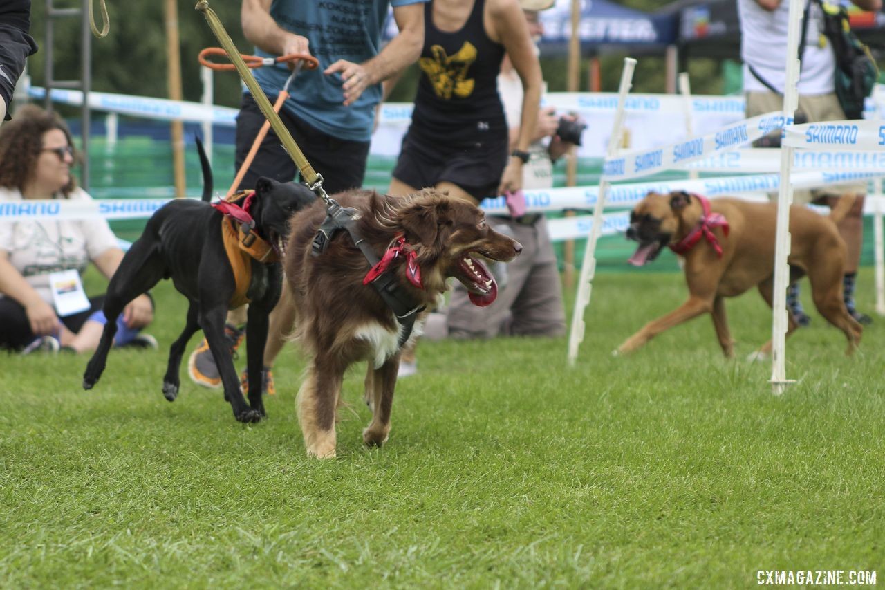 This intense competitor kept tabs on his competition. 2019 Doggie Cross, Jingle Cross World Cup. © Z. Schuster / Cyclocross Magazine