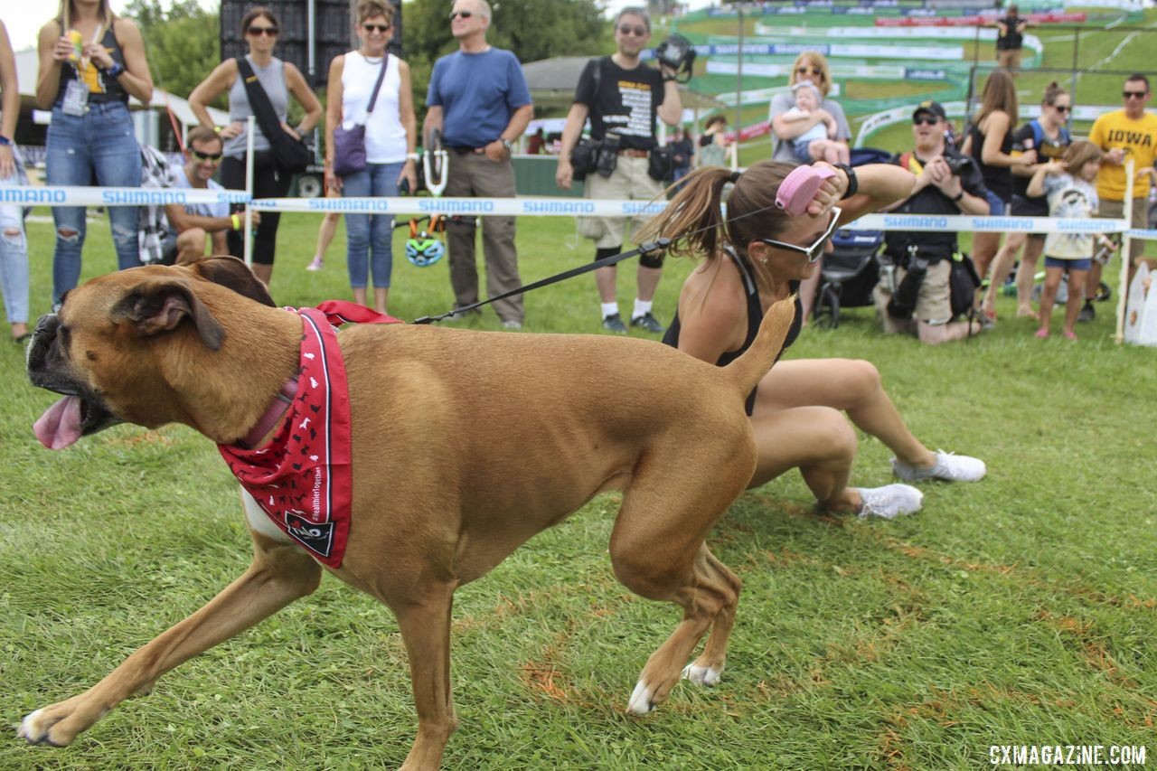 The humans had to roll over in one section of the course. 2019 Doggy Cross, Jingle Cross World Cup. © Z. Schuster / Cyclocross Magazine