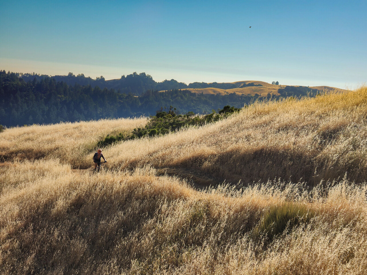 The 2025 Infestation Gravel traverses through Monte Bello, Skyline Ridge, Long Ridge and Saratoga Gap preserves of Mid Peninsula Regional Open Space. © Cyclocross Magazine