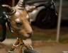 bikes-wear-costumes-too-rodeo-cross-2014-cyclocross-magazine